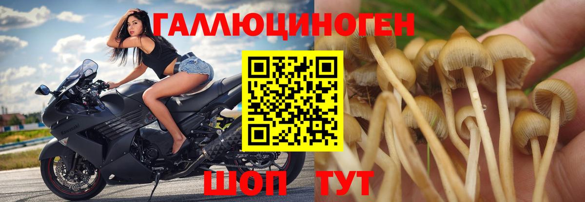 Кохма  Псилоцибиновые грибы GOLDEN TEACHER  Вход с VPN  Псилоцибиновые грибы Cubensis 